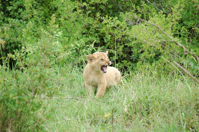 Worried cub.JPG